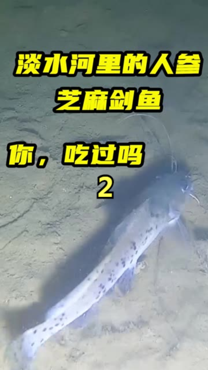 #户外抓鱼#小廖深夜潜水,空手捉鱼,顺便给大家介绍各类鱼种(2)