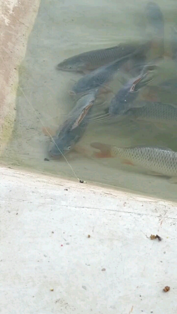 高清上鱼视频