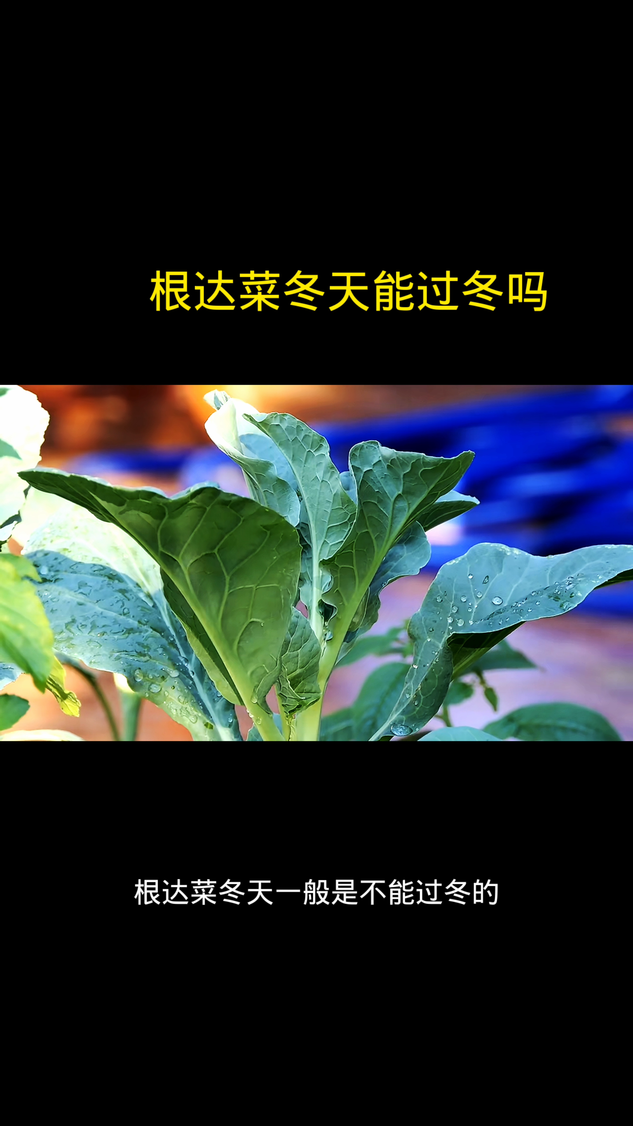 根达菜冬天能过冬吗