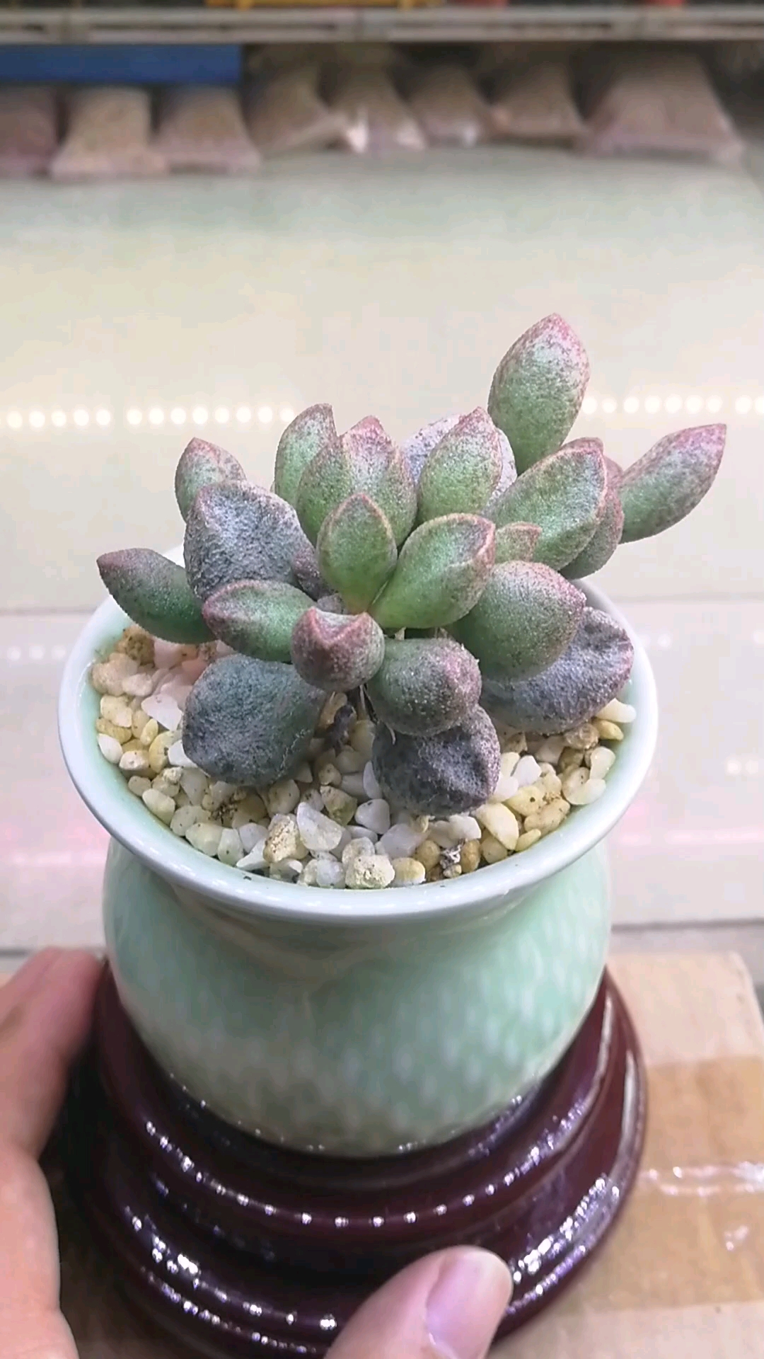分享视频