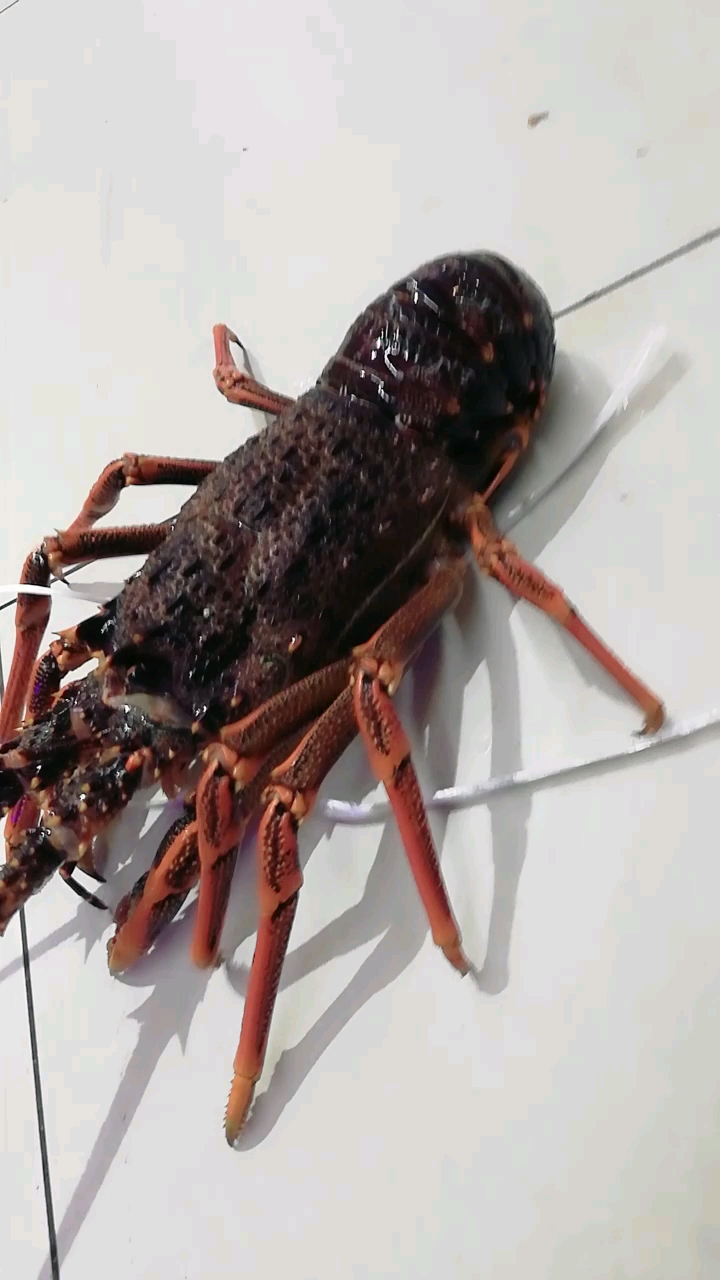 暴龙