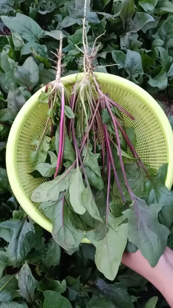 三农王带你看紫菠菜,好吃好看