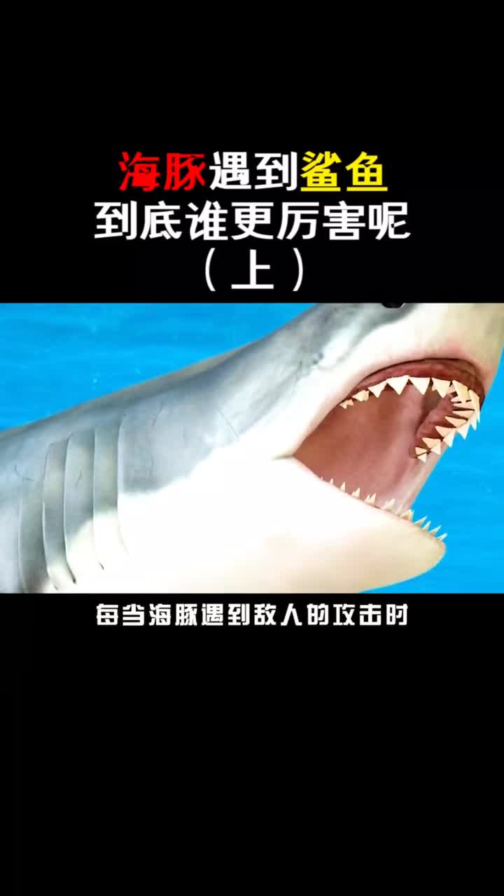 什么鲨鱼竟然淦不过海豚上动物涨知识