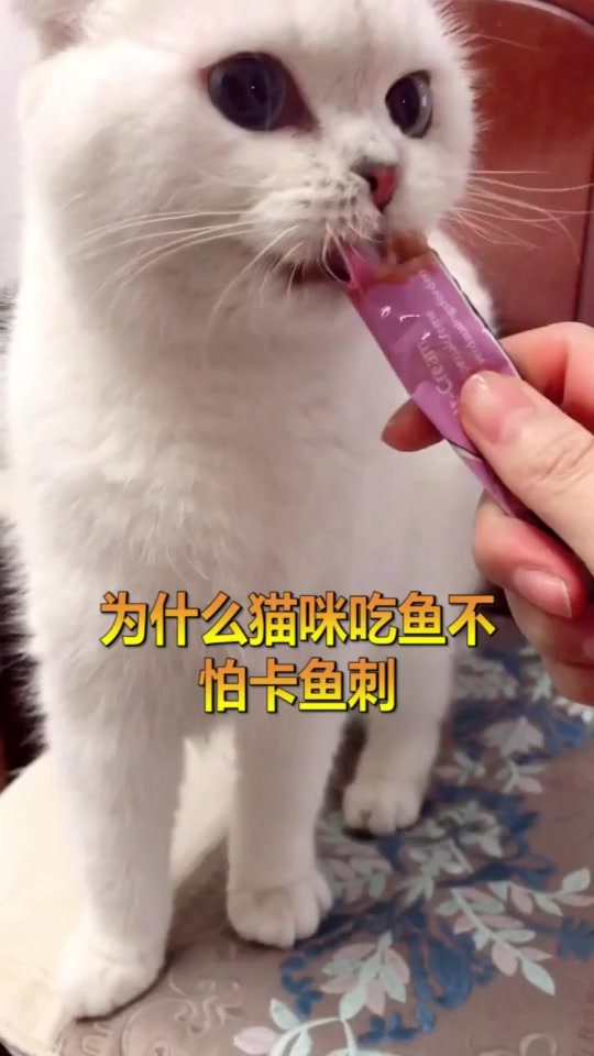 #奇闻趣事#猫咪常年吃鱼,为什么不会被鱼刺卡到?原来真相如此简单