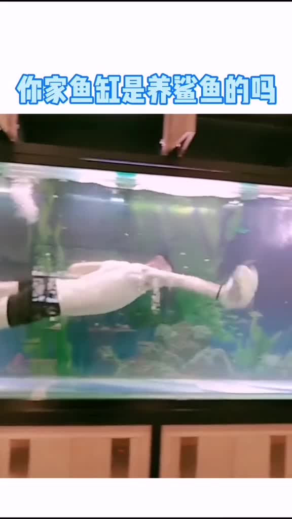 你家鱼缸是养鲨鱼的吗