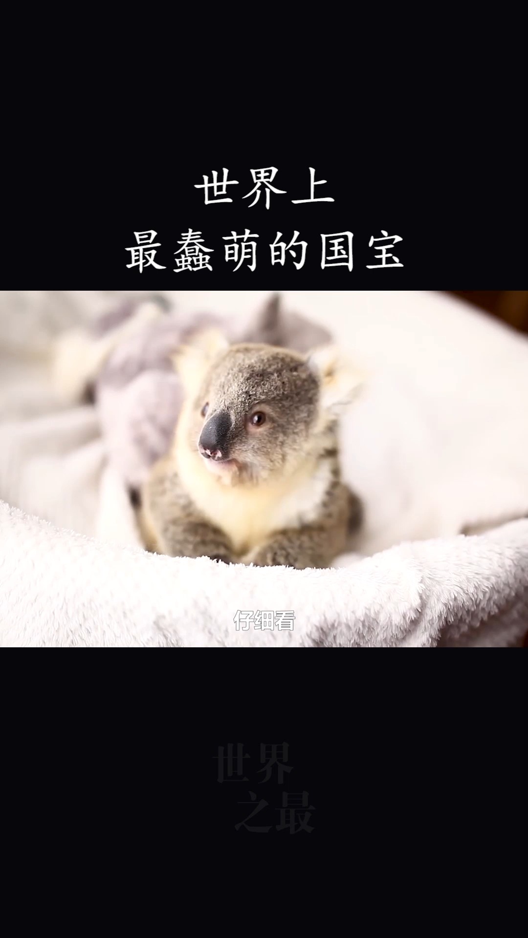 #世界之最#你知道考拉小时候吃什么长大的吗?知道后真是刷新我三观!