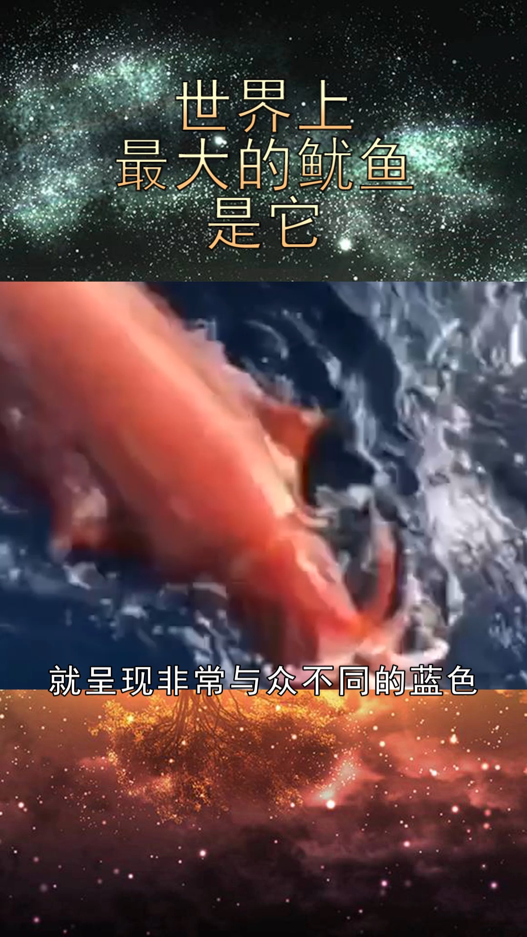 世界上最大的鱿鱼是它,重达300斤不算啥,血液极其古怪!