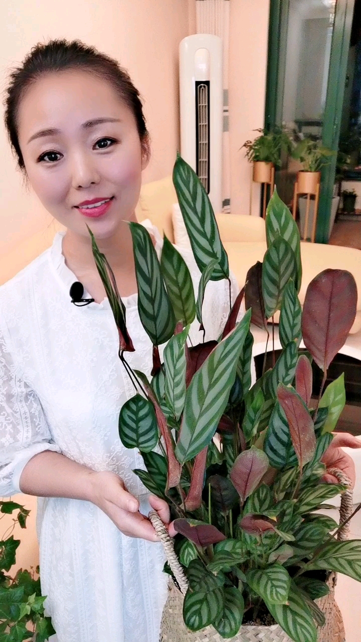 客厅,最适合放高雅的花