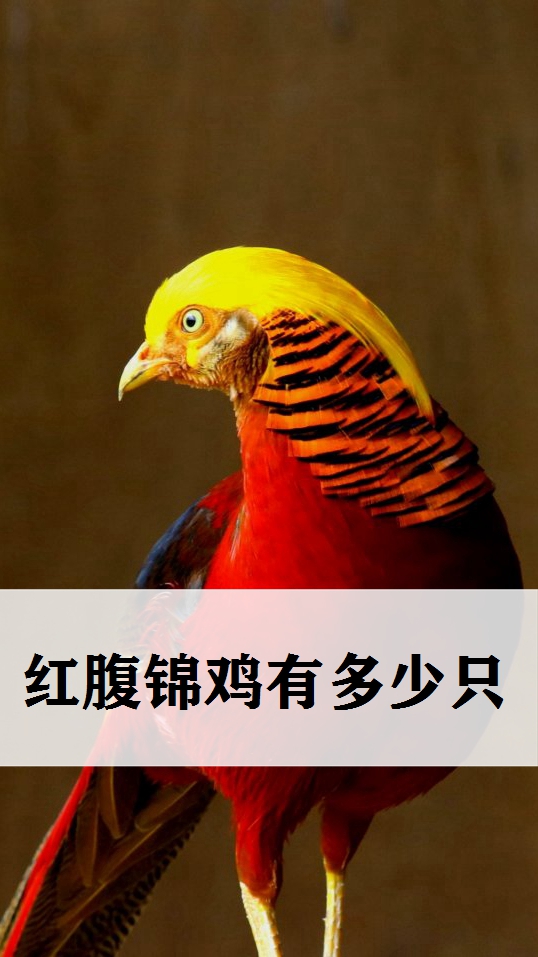 走进秘密的动物世界,红腹锦鸡有多少只
