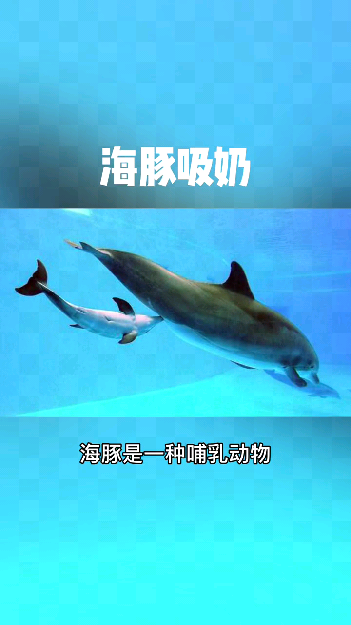 海豚是哺乳动物吗