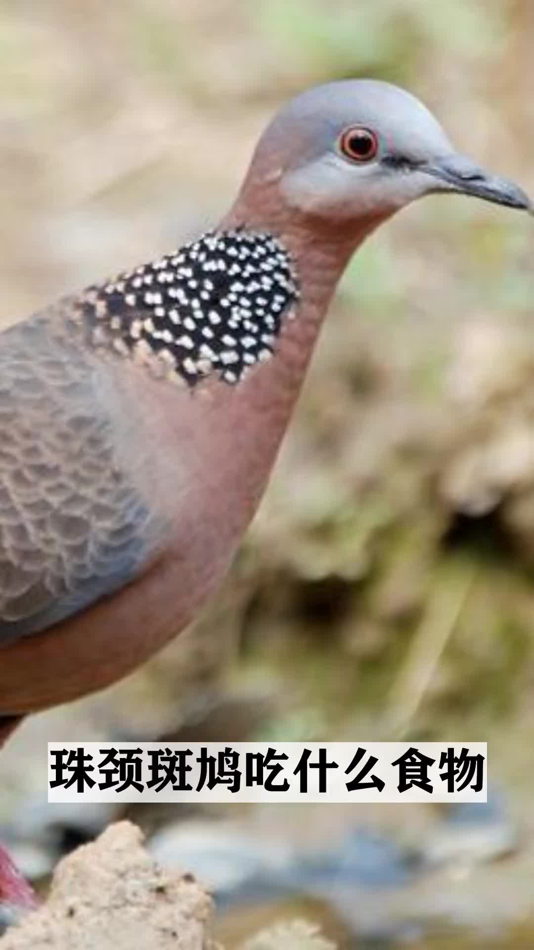 珠颈斑鸠吃什么食物