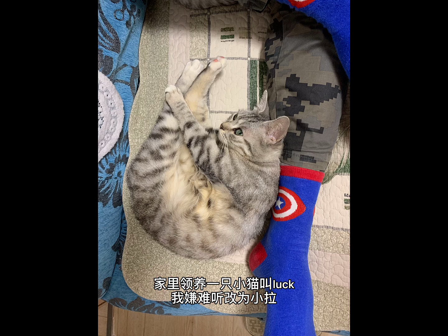 #猫#如何入坑的