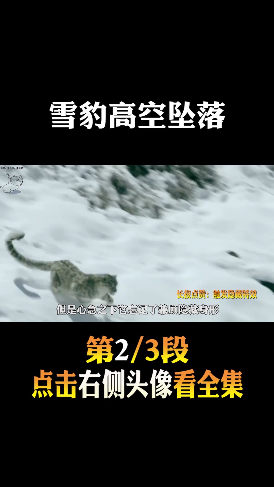 #动物世界#高山雪豹的进食日常