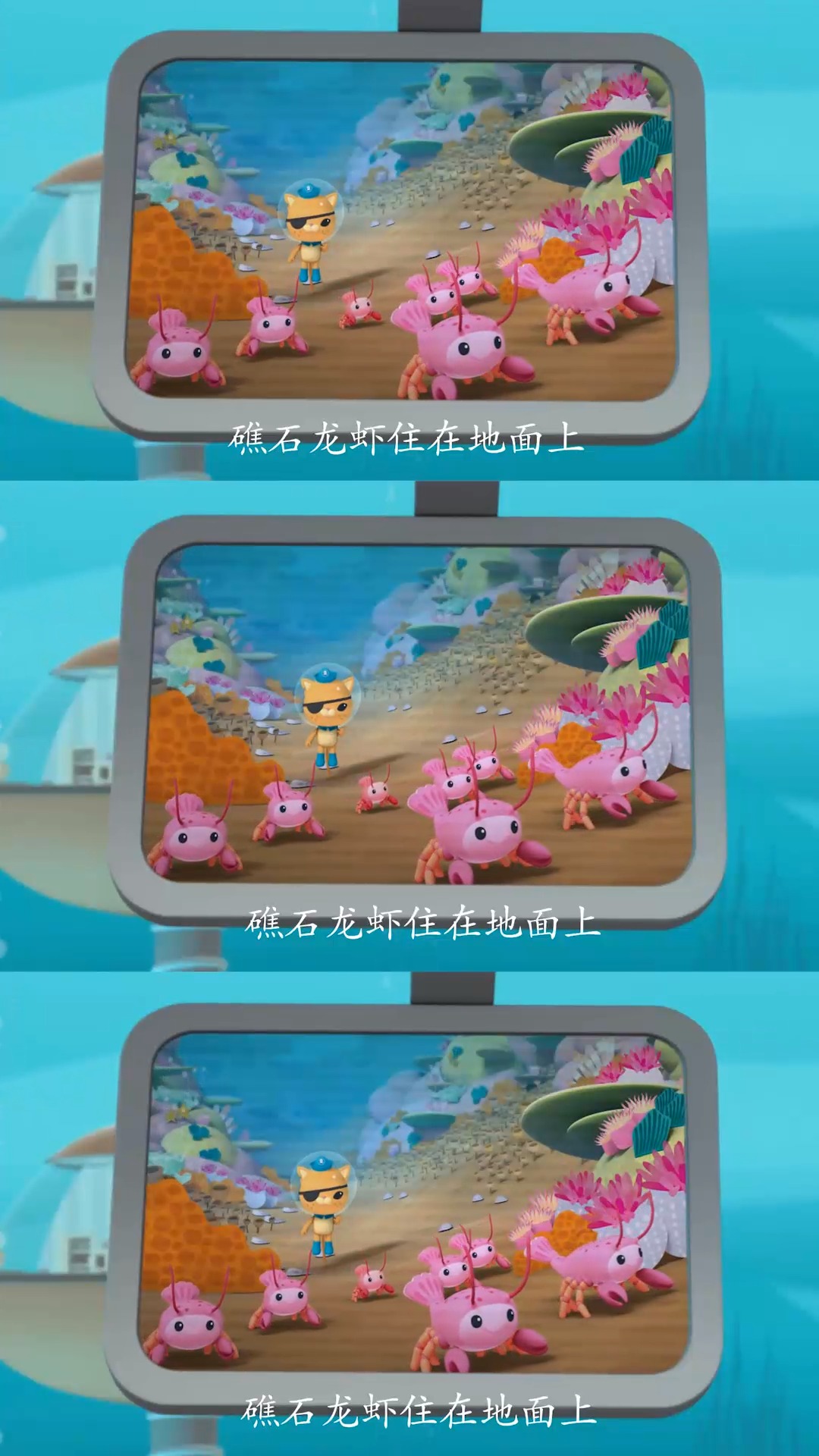 #海底小纵队#看#海底报告#get海洋知识,不游泳地面爬,身体小力气大,那就是礁石龙虾~