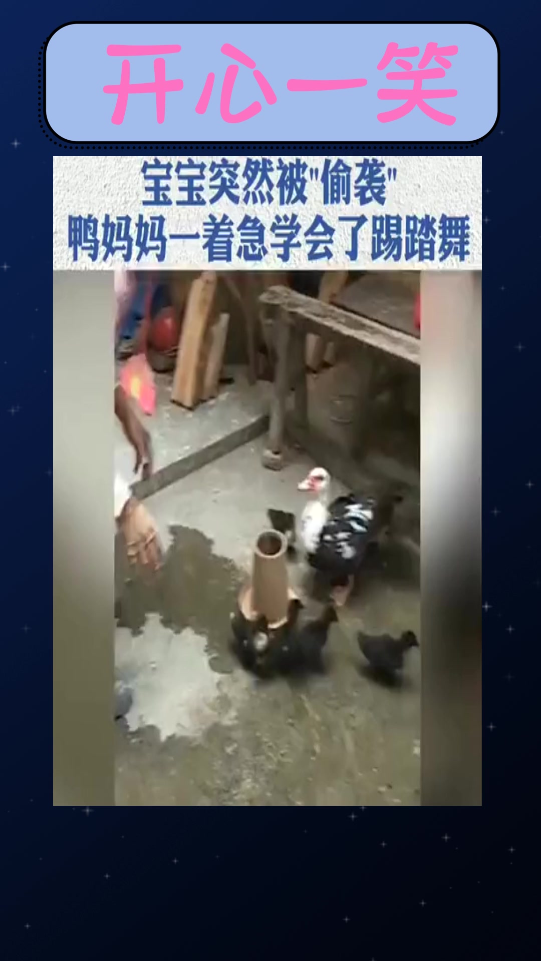 #搞笑#小鸭子被抓走的一瞬间鸭妈妈完美诠释急得直跺脚