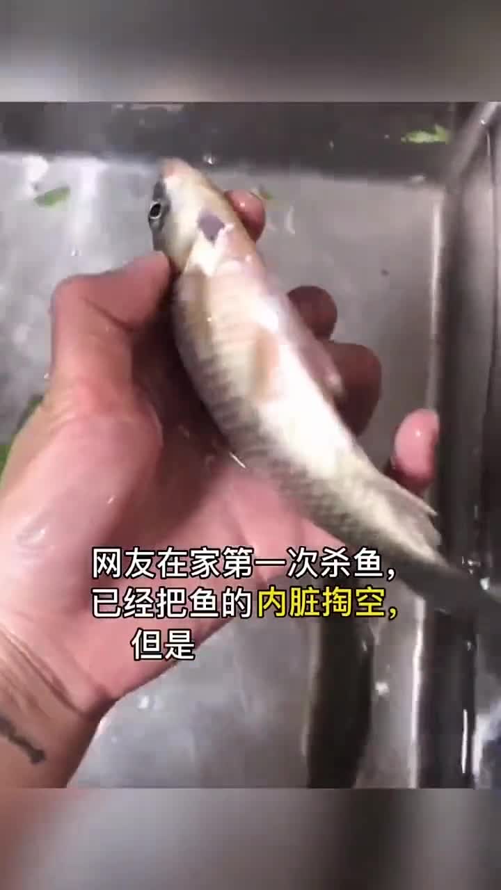 没有内脏的鱼依然可以存活鱼头才是心脏位置,不受到致命伤就是水中的小强!