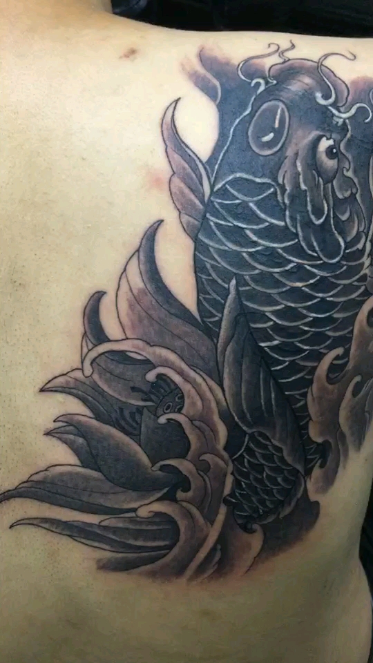 纹身小背鲤鱼