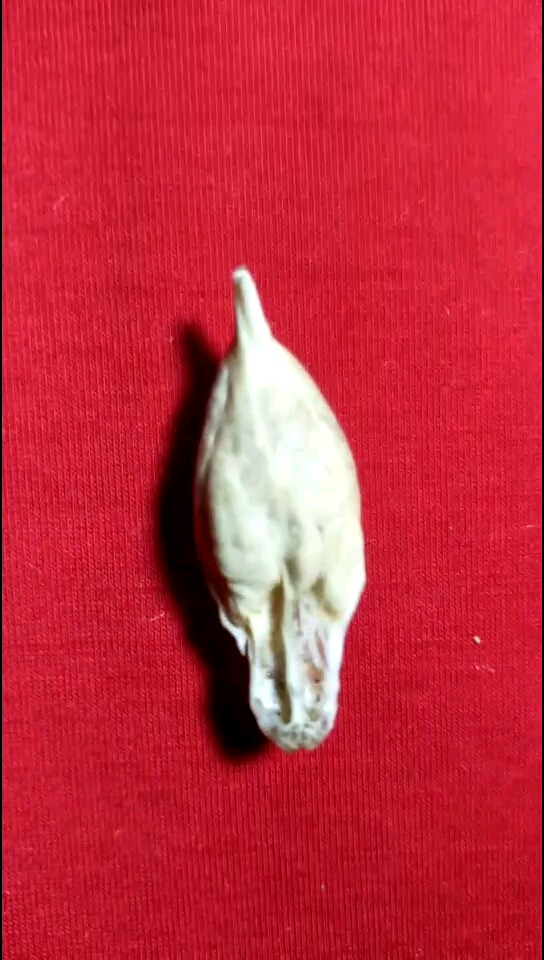 这就是鱼宝,见过没老铁们