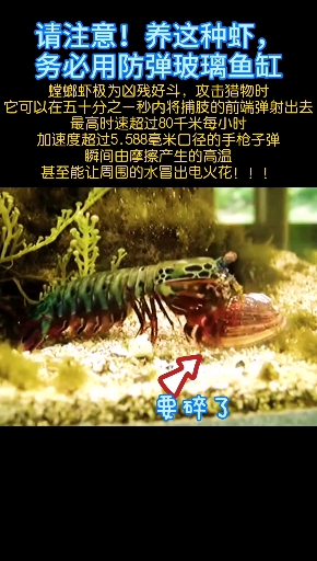 出海捕鱼最怕碰到的虾,个子不大,却很容易伤人