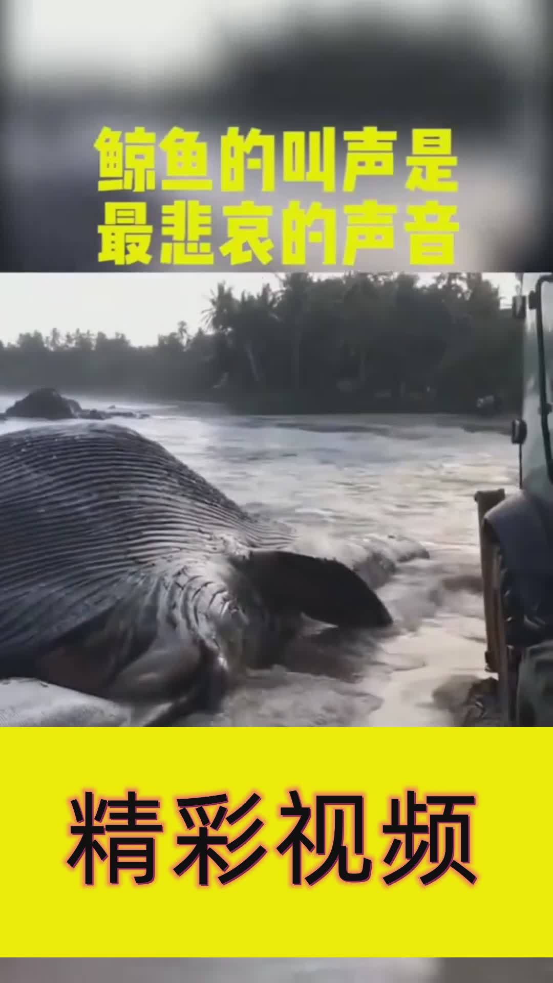 鲸鱼的叫声是最悲哀的声音!