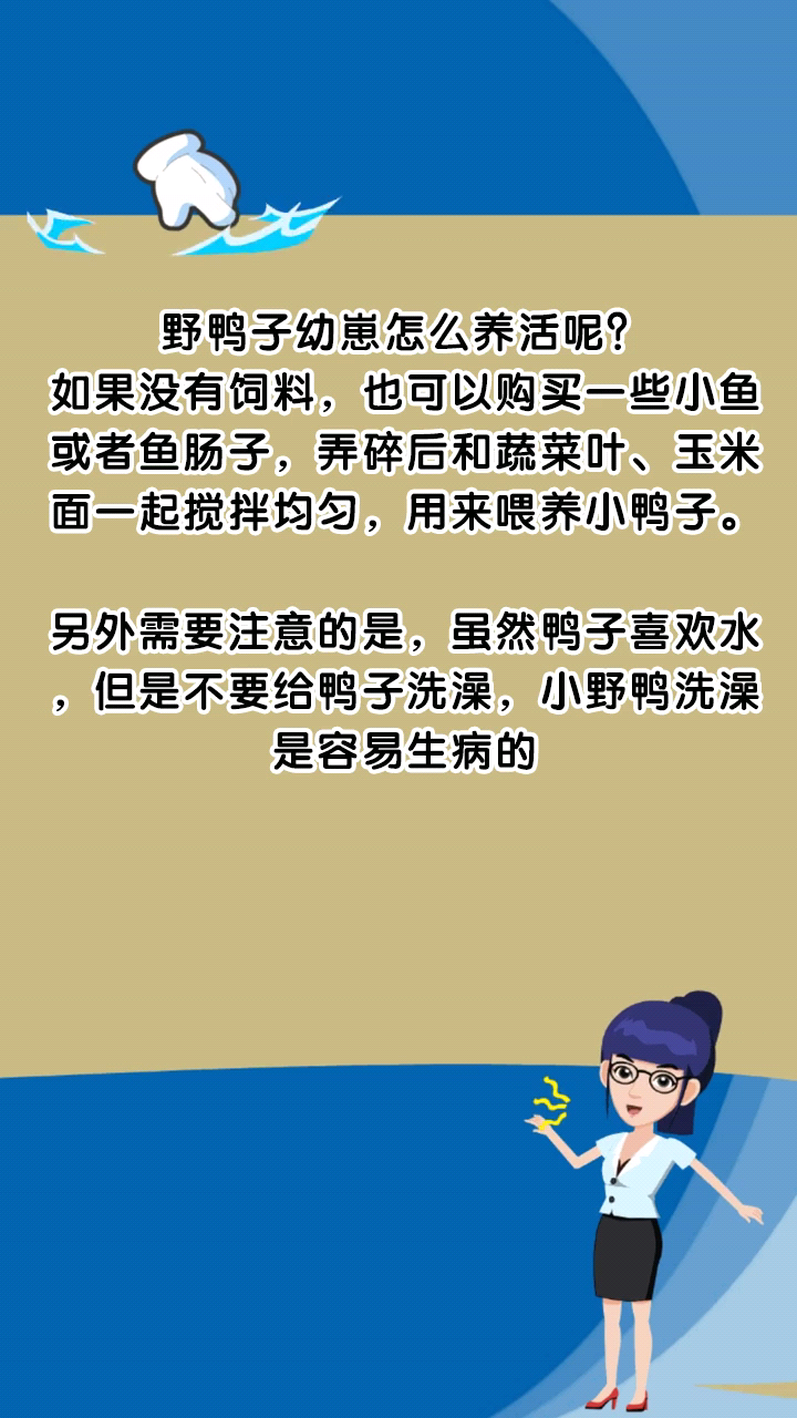 野鸭子幼崽怎么养活呢?