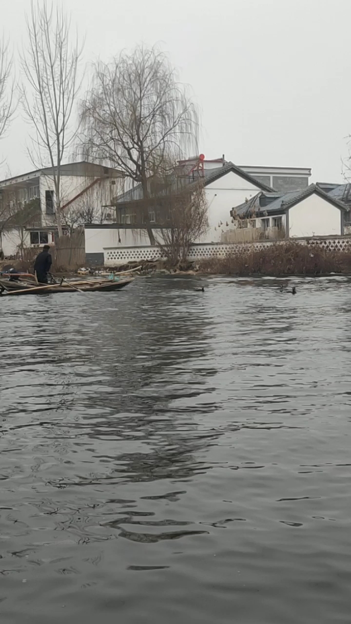 早春的白洋淀鱼鹰捕鱼