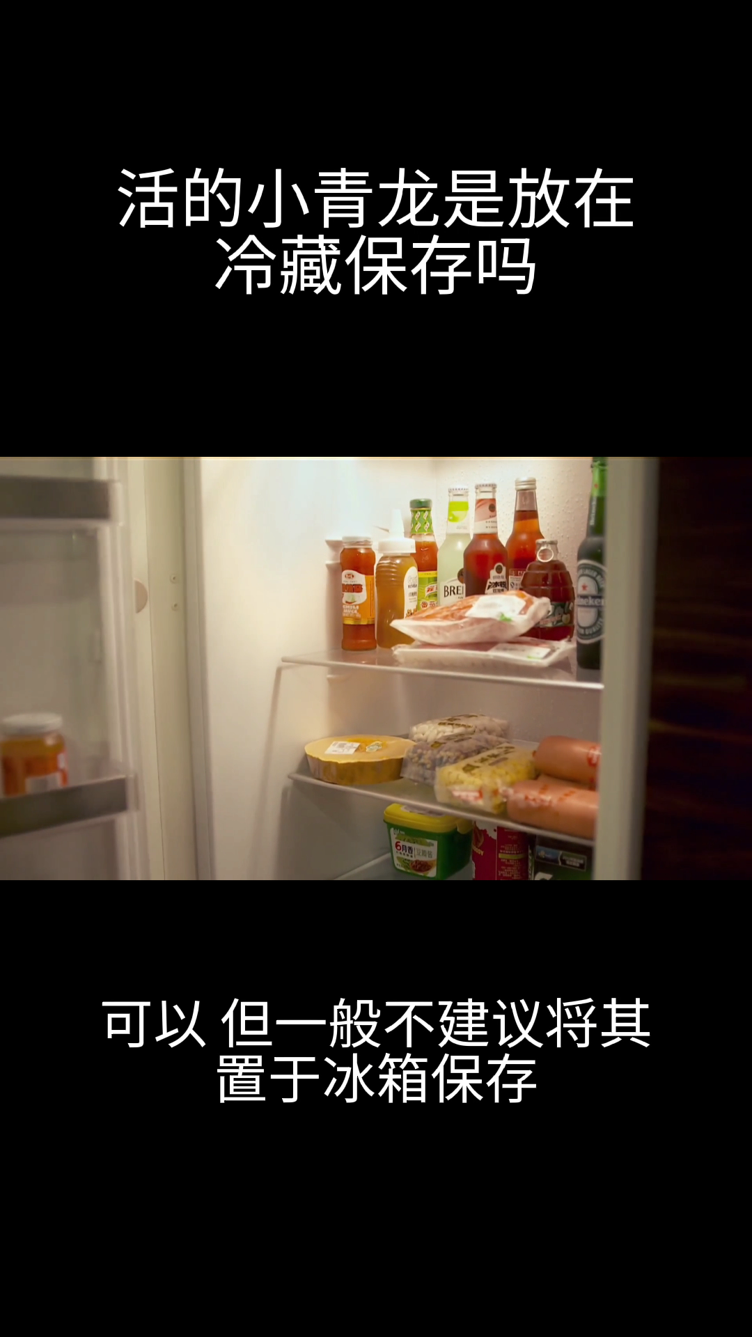 活的小青龙是放在冷藏保存吗