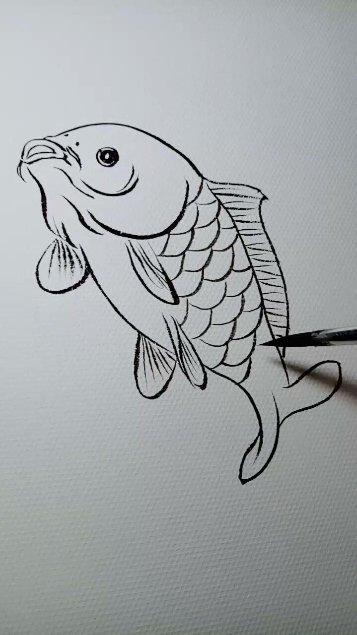 #一看就会的白描画#白描画只大胖鲤鱼