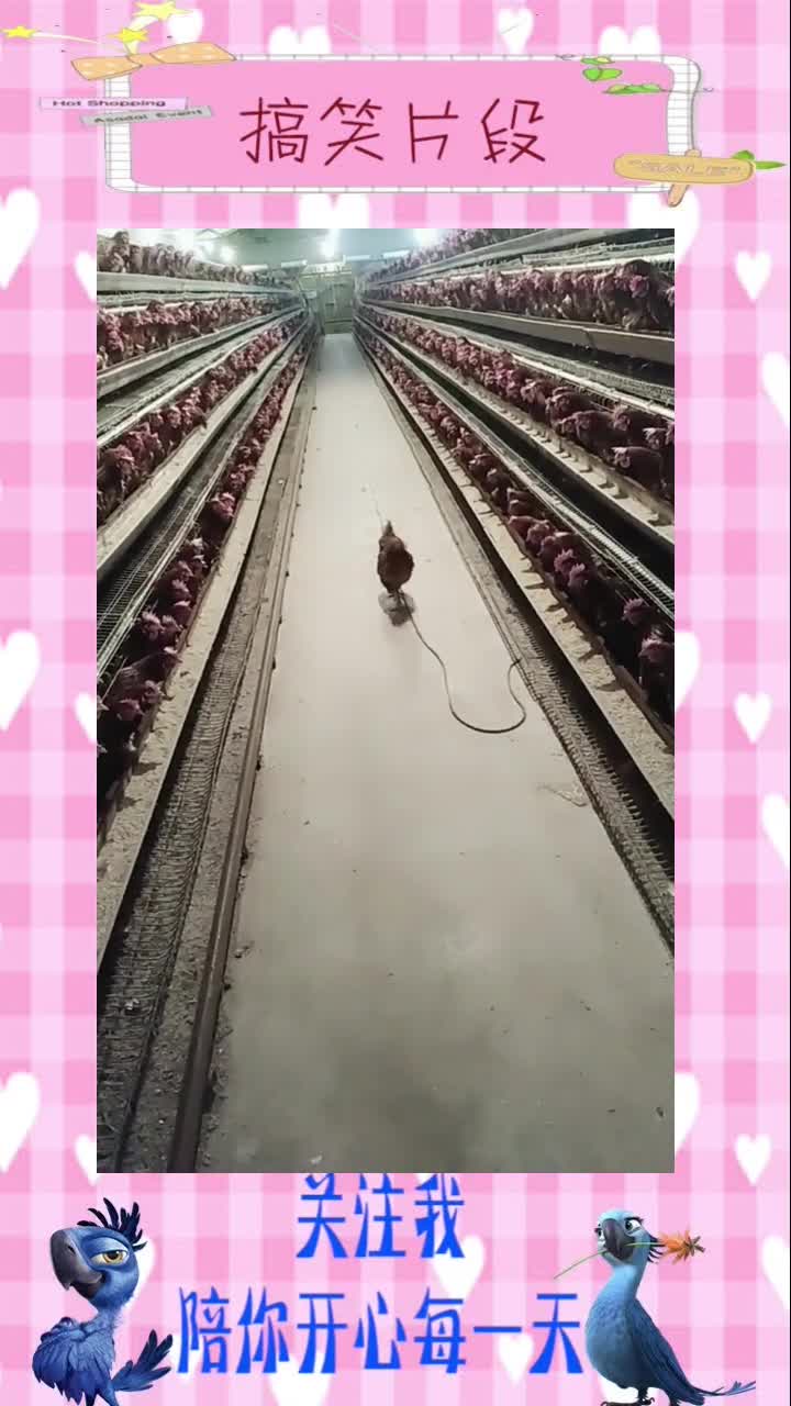 这只大公鸡绝对找不到自己的窝了。,搞笑段子