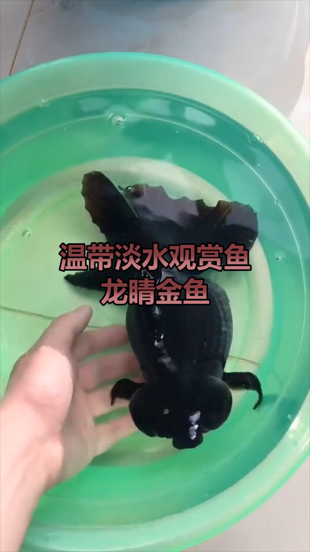 鱼,龙睛金鱼,长得像龙,肥肥胖胖,希望见者好运连连