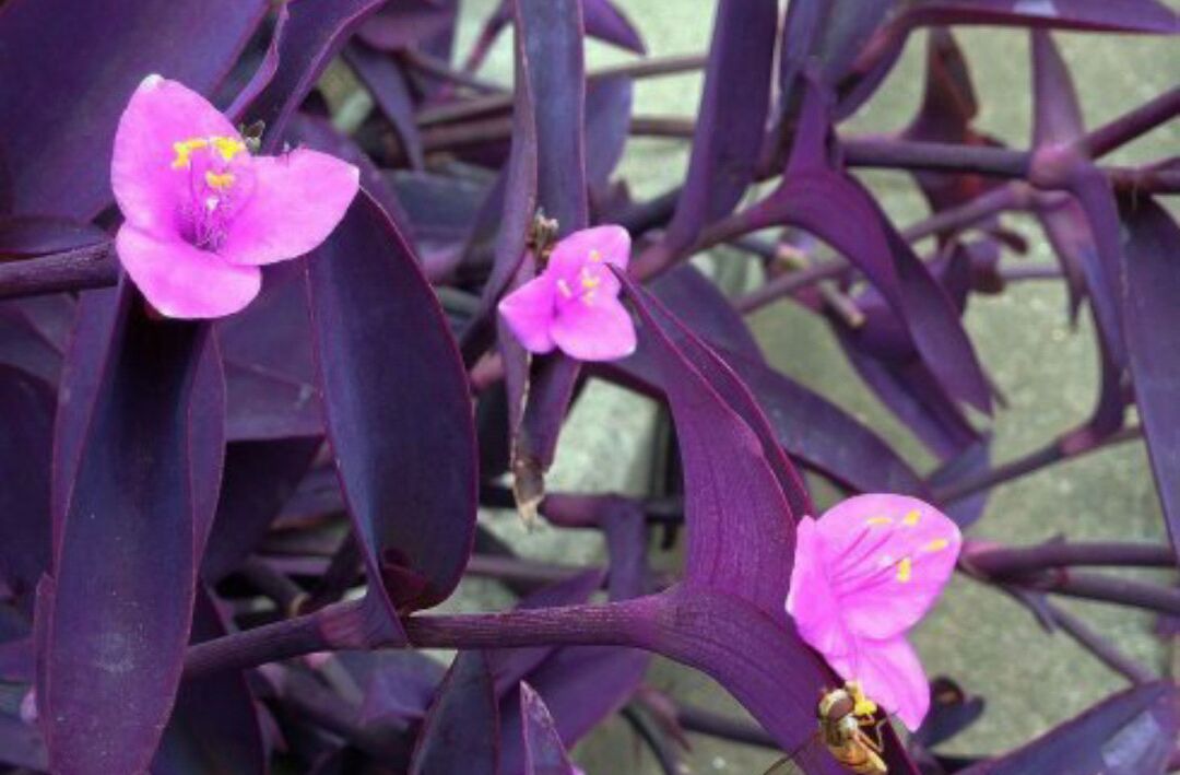 开小紫花的吊兰图片