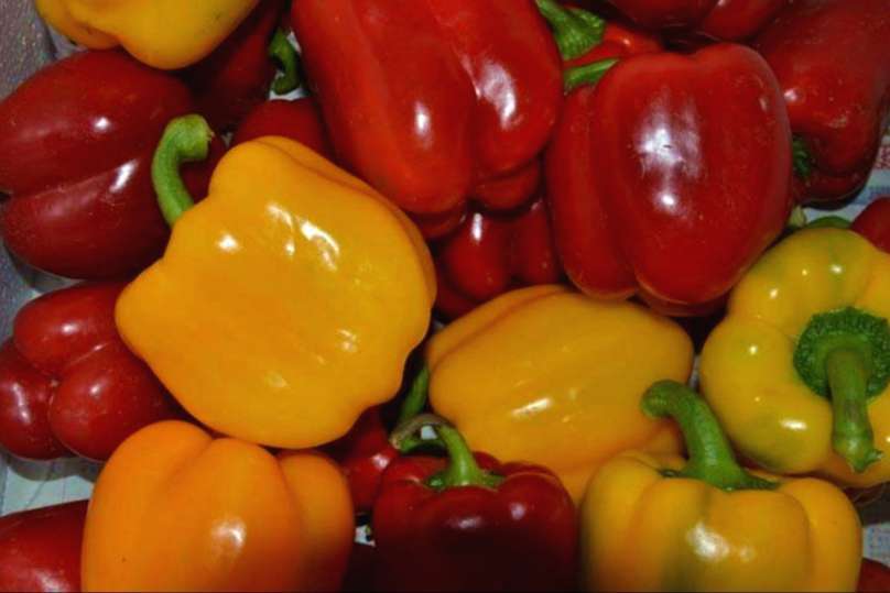 朝天椒 - 热门商品专区