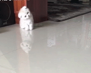 小猫咪落枕了,一觉醒来歪着脖子走路,猫咪:怎么看啥都
