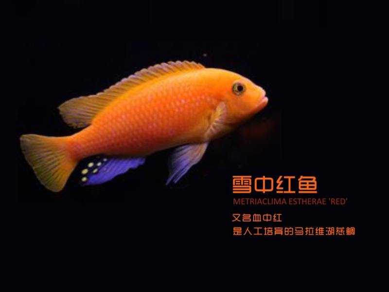 雪中红鱼又称血中红是人工培育的马拉维湖慈鲷