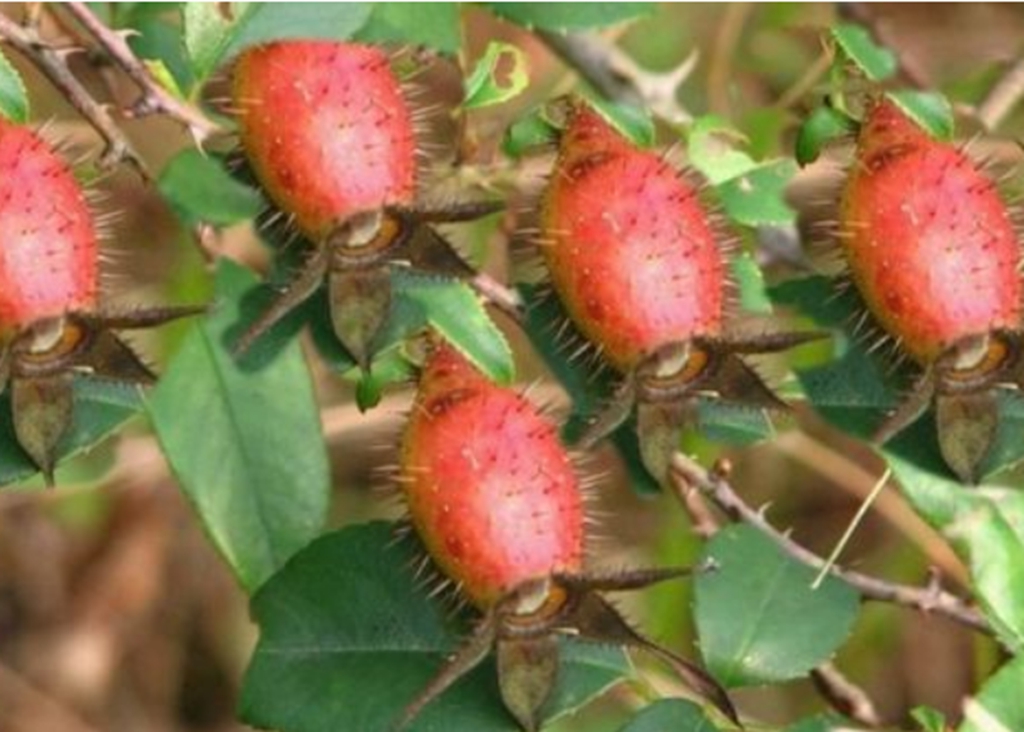 在我们老家,我会把金樱子采摘回来,把上面的刺去掉