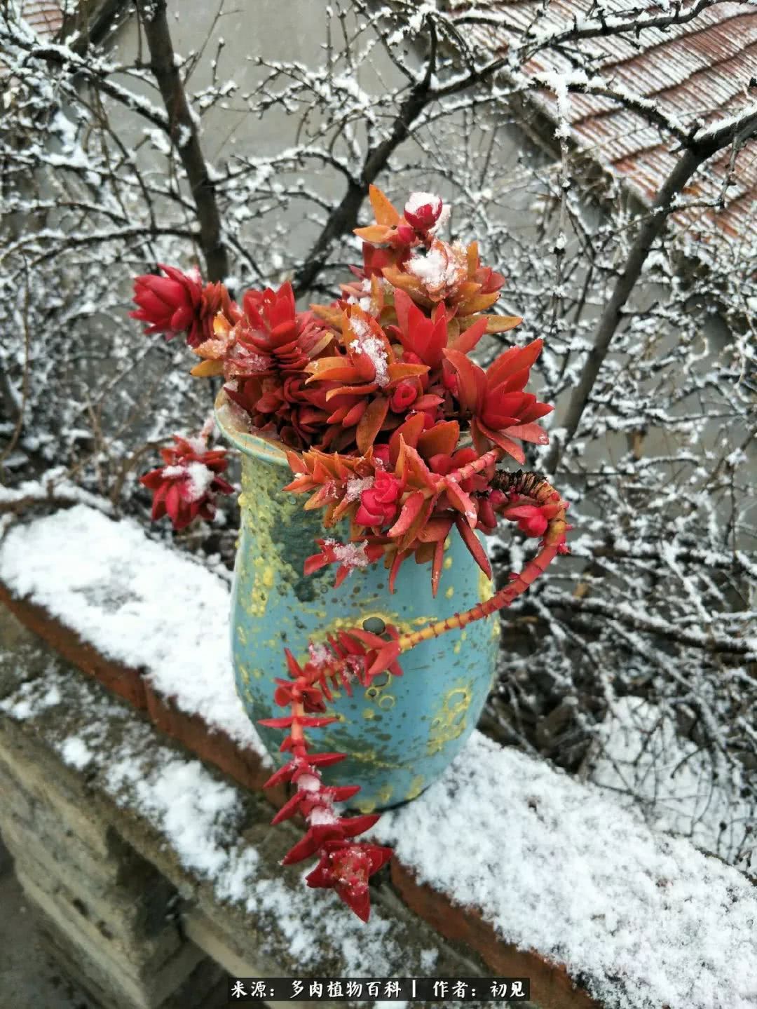 雪景中多肉的那一抹红,就是养肉人冬天最幸福的事儿!