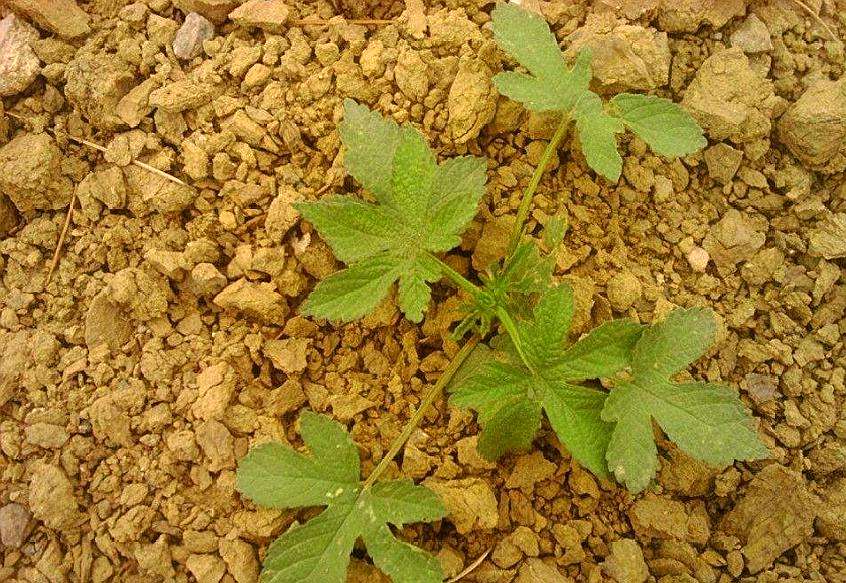 农村一大害草,家乡都称它拉拉秧,经常用它喂兔子,原来还是良药