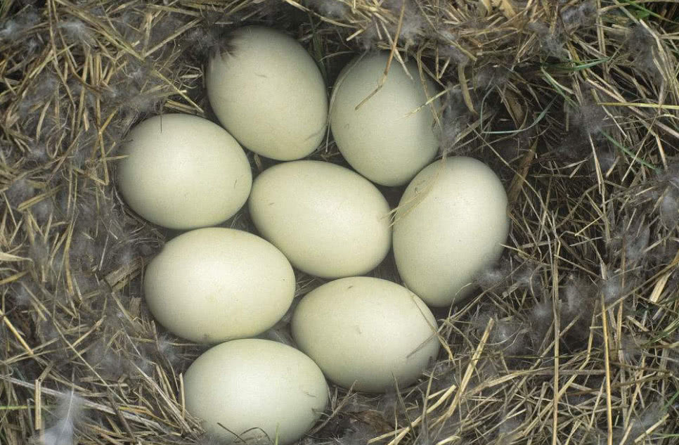 为什么大型购物商场有鸡蛋和鸭蛋,就是看不到鹅蛋?网友:明白了