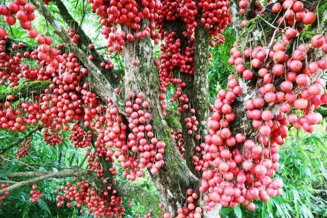 农村野生的百年果树,树干上挂满了果实,城里人没见过更没吃过