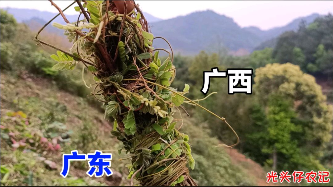 这一种植物,广东广西很常见,也是煲靓汤的好材料
