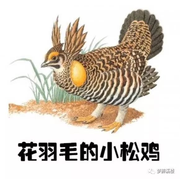 天天故事《花羽毛的小松鸡》