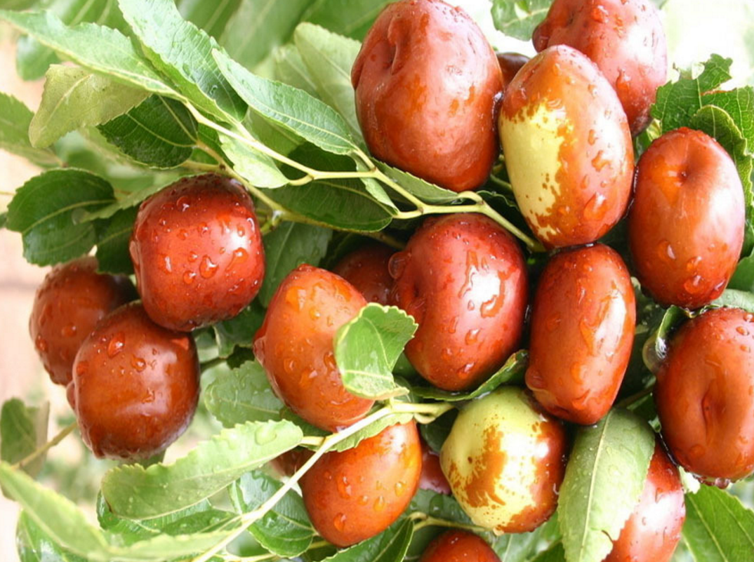 临泽小枣如何进行高效生产?如何有效增加枣树产量