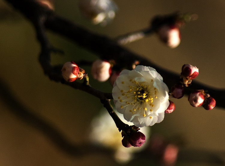 雪满山中高士卧,月明林下美人来:八首最美的咏梅诗