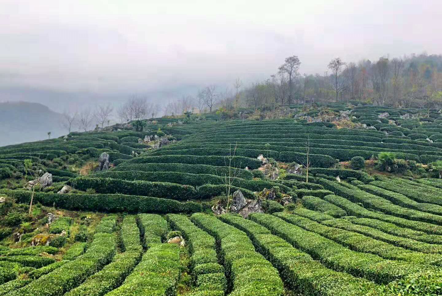 生潽,绿茶,白茶有什么区别?