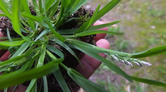 这种野草人称"回头青",农民当杂草除掉,殊不知它的价值珍贵