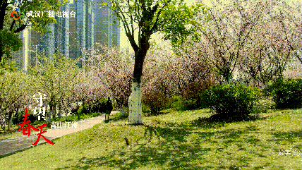 守望春天|青山江滩