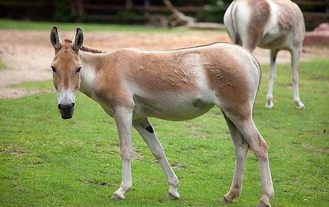 第四种,戈壁熊.