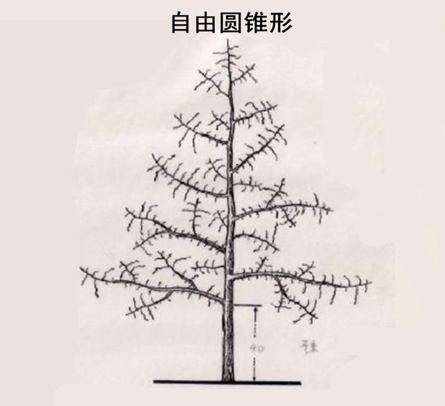 枣树栽培技术 枣树丰产树形及树体结构(下)