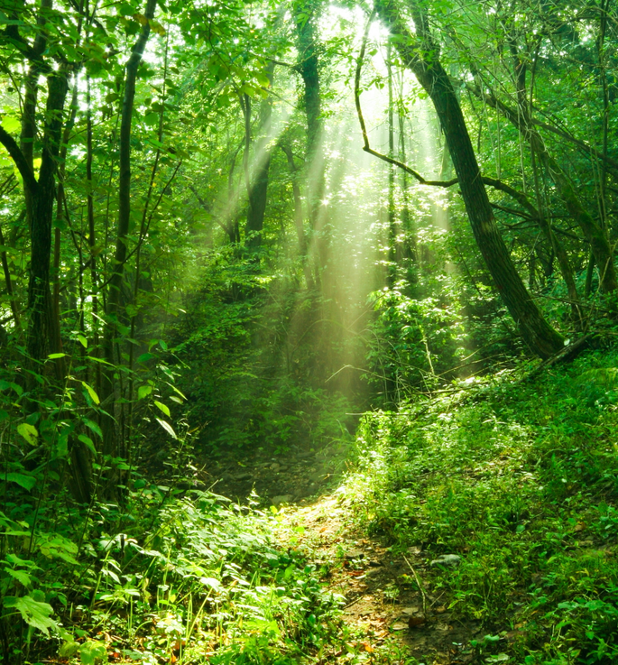 阳光透过树缝照射进来,感觉就像在照射着前方的路一样.