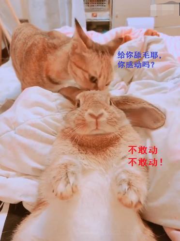 猫咪给兔子舔毛,兔子动都不敢动,呆住的表情亮了